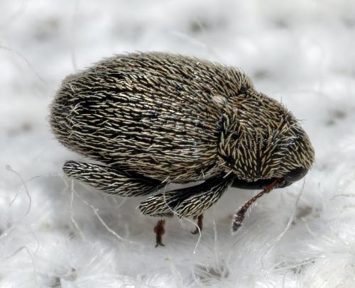 Réf. 298 967 : Pseudorchestes persimilis